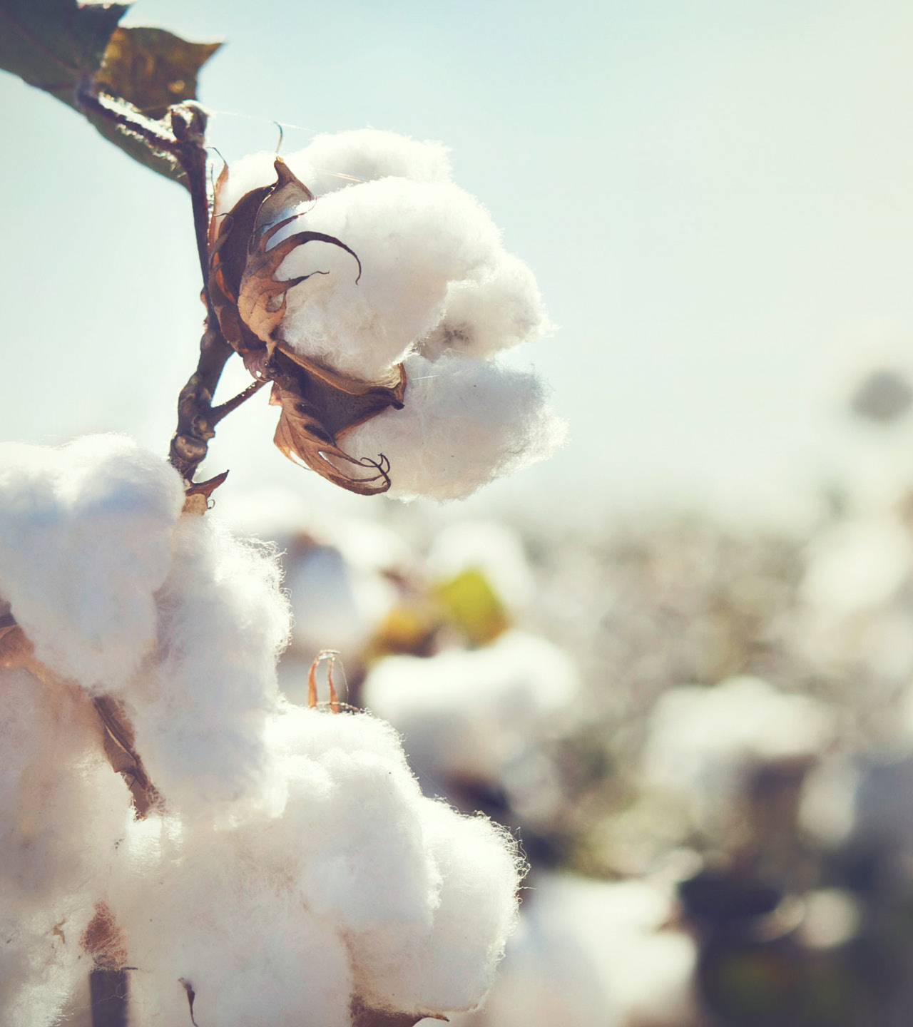 RP©_BoldIntimates14